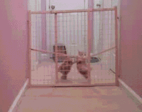 Acid Gifdump (25 gifs)