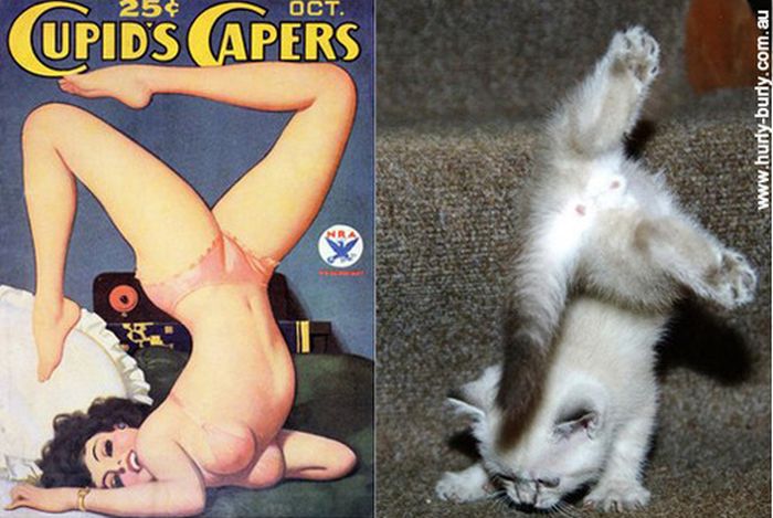 Cats That Look Like Pin Up Girls (55 pics)