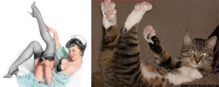 Cats That Look Like Pin Up Girls (55 pics)