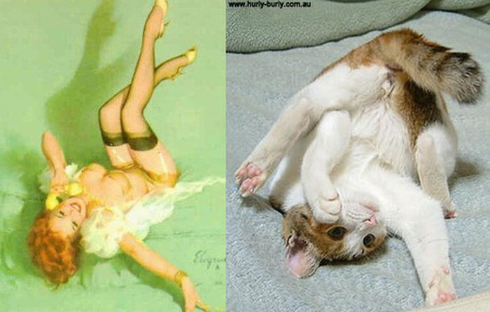Cats That Look Like Pin Up Girls (55 pics)