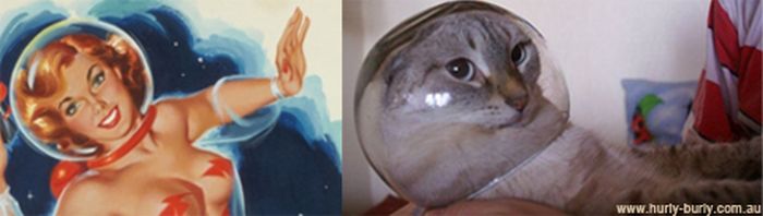 Cats That Look Like Pin Up Girls (55 pics)