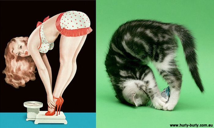 Cats That Look Like Pin Up Girls (55 pics)