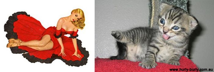 Cats That Look Like Pin Up Girls (55 pics)