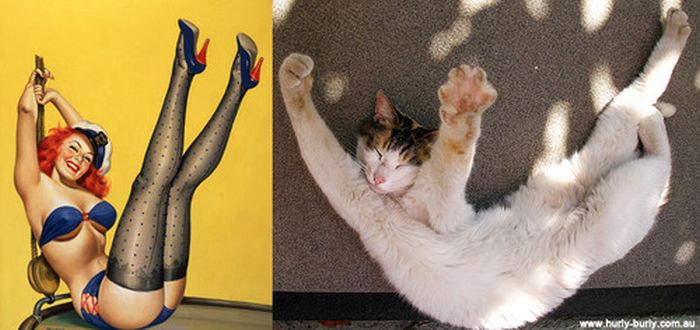 Cats That Look Like Pin Up Girls (55 pics)
