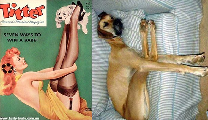 Cats That Look Like Pin Up Girls (55 pics)