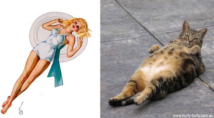 Cats That Look Like Pin Up Girls (55 pics)