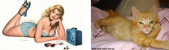Cats That Look Like Pin Up Girls (55 pics)