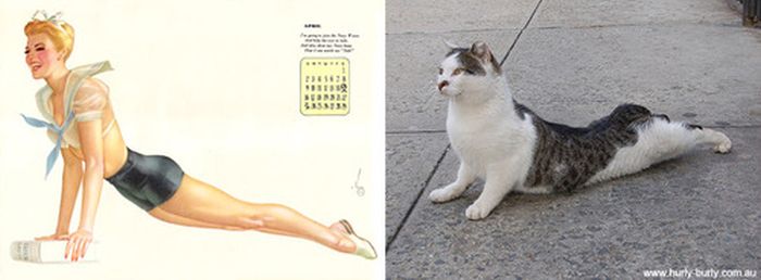 Cats That Look Like Pin Up Girls (55 pics)