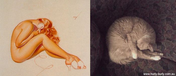 Cats That Look Like Pin Up Girls (55 pics)