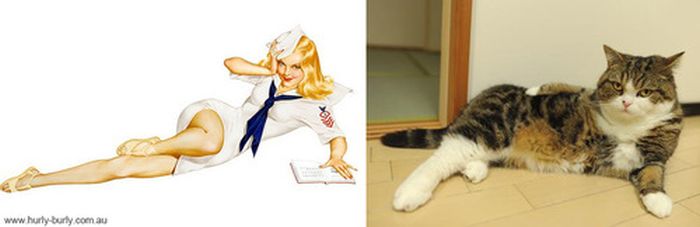 Cats That Look Like Pin Up Girls (55 pics)