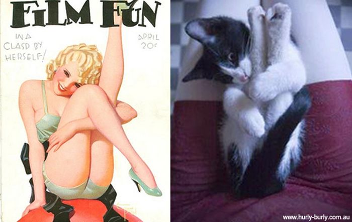 Cats That Look Like Pin Up Girls (55 pics)