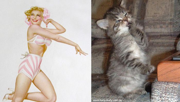 Cats That Look Like Pin Up Girls (55 pics)