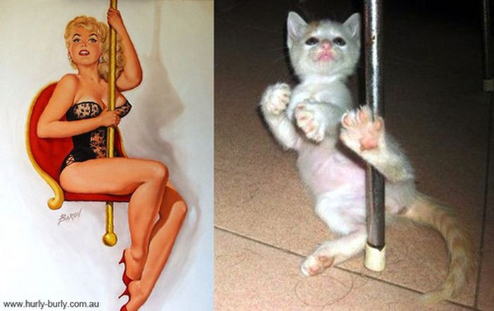 Cats That Look Like Pin Up Girls (55 pics)