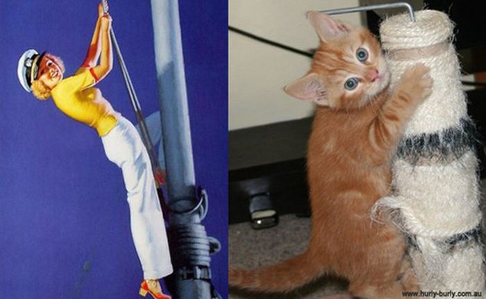 Cats That Look Like Pin Up Girls (55 pics)