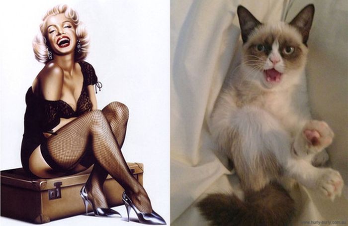 Cats That Look Like Pin Up Girls (55 pics)