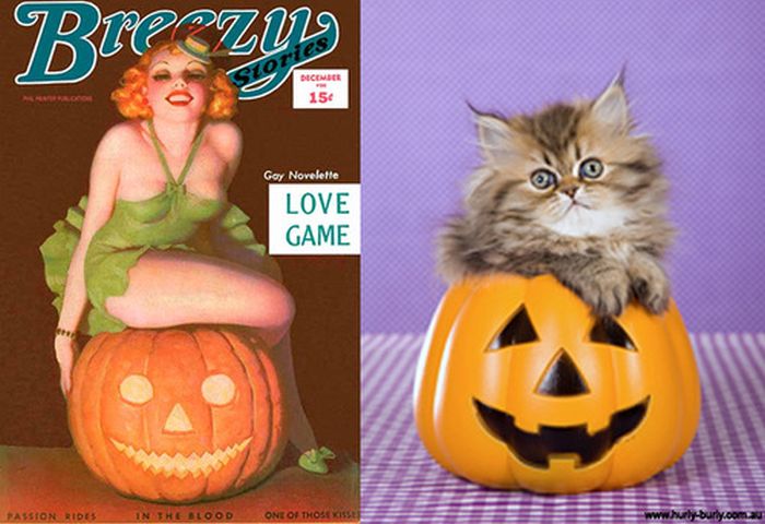 Cats That Look Like Pin Up Girls (55 pics)
