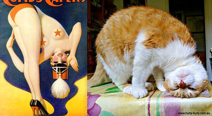 Cats That Look Like Pin Up Girls (55 pics)