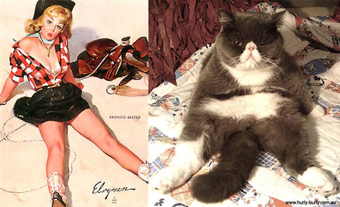 Cats That Look Like Pin Up Girls (55 pics)
