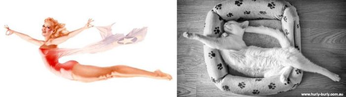 Cats That Look Like Pin Up Girls (55 pics)