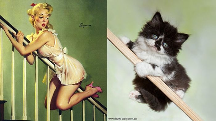 Cats That Look Like Pin Up Girls (55 pics)