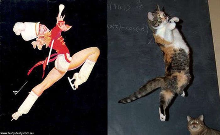 Cats That Look Like Pin Up Girls (55 pics)