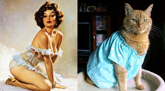 Cats That Look Like Pin Up Girls (55 pics)