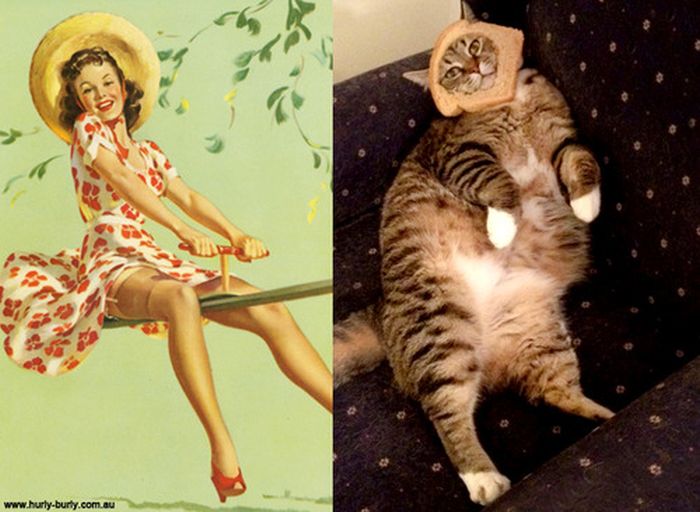 Cats That Look Like Pin Up Girls (55 pics)
