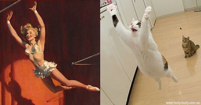 Cats That Look Like Pin Up Girls (55 pics)
