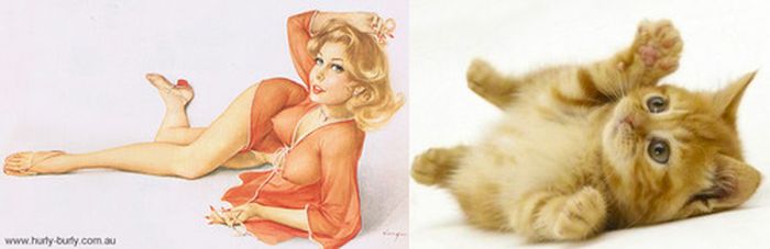 Cats That Look Like Pin Up Girls (55 pics)