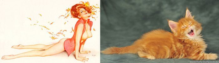 Cats That Look Like Pin Up Girls (55 pics)