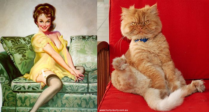 Cats That Look Like Pin Up Girls (55 pics)