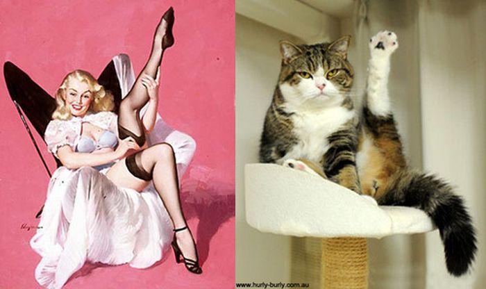 Cats That Look Like Pin Up Girls (55 pics)