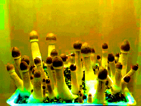 Acid Gifdump (25 gifs)
