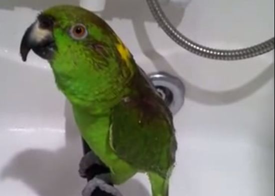 Amazing Parrot Singing