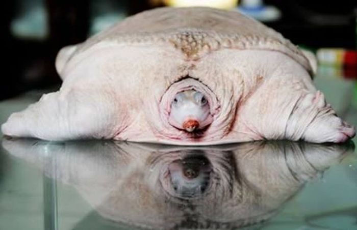 Unbelievable Animal Photos That Are Not Photoshopped (12 pics)