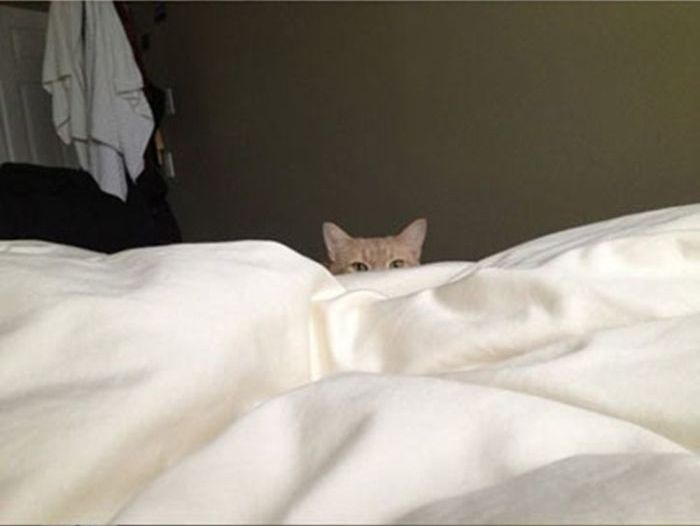 How to Wake People Up If You Are a Cat (4 pics)