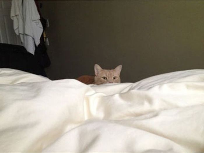 How to Wake People Up If You Are a Cat (4 pics)
