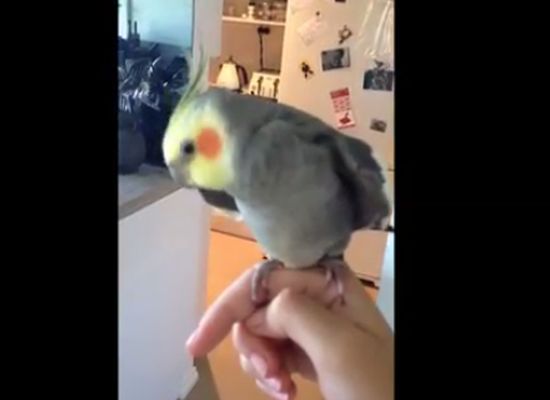 Parrot Likes To Sing Dubstep