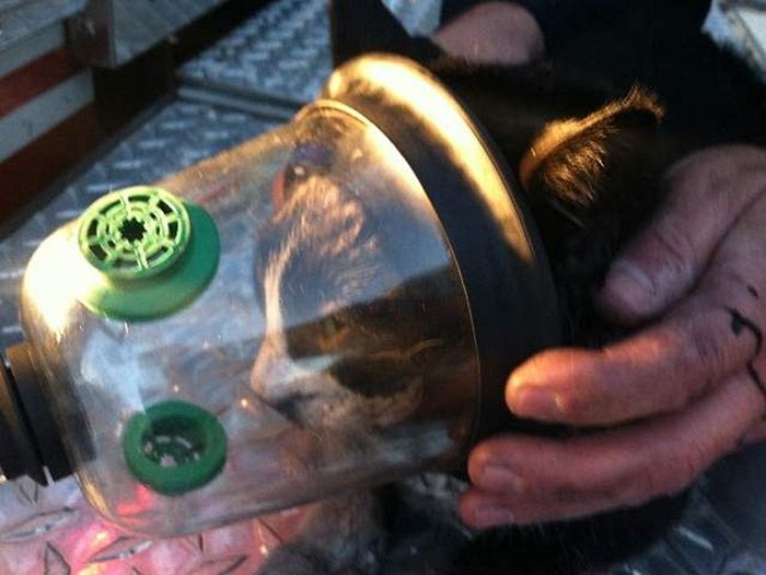Rescuing a Cat (5 pics)