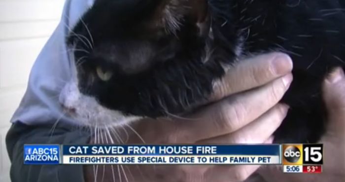 Rescuing a Cat (5 pics)