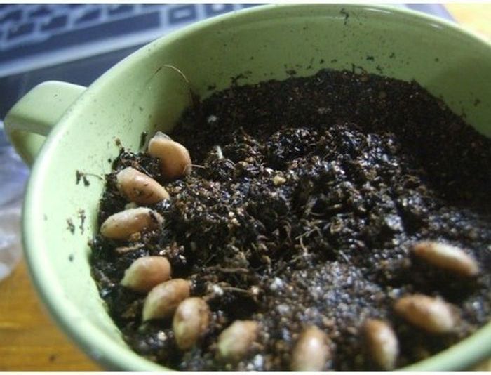 From Lemon Seeds to Lemon Tree (9 pics)