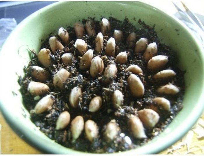 From Lemon Seeds to Lemon Tree (9 pics)
