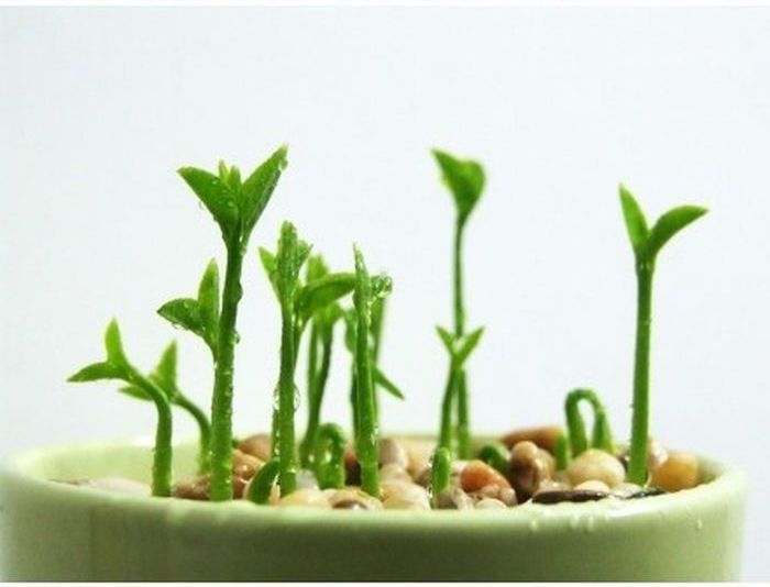 From Lemon Seeds to Lemon Tree (9 pics)