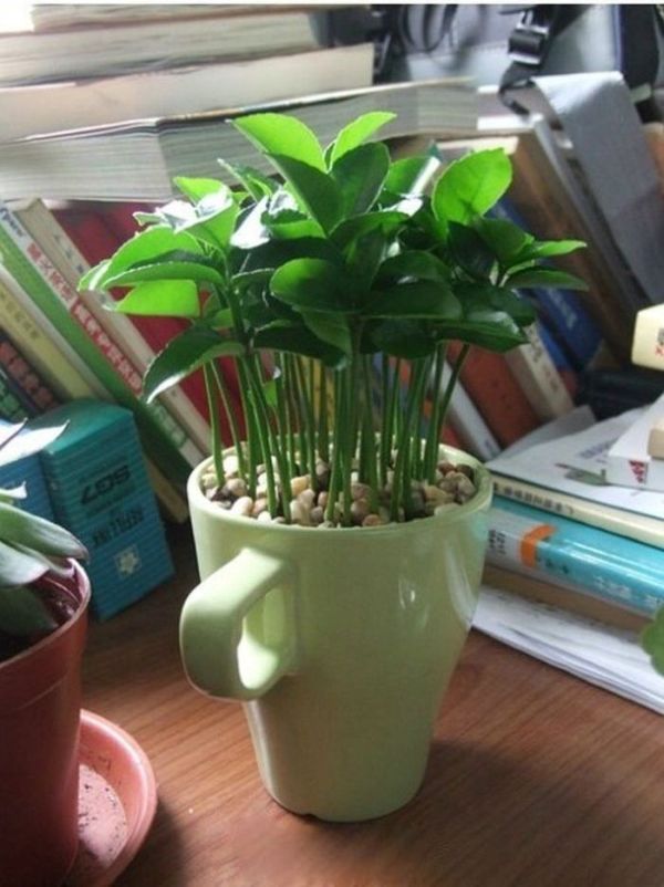 From Lemon Seeds to Lemon Tree (9 pics)