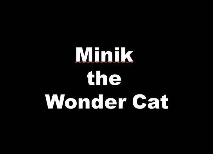 Minik the Wonder Cat (14 pics)