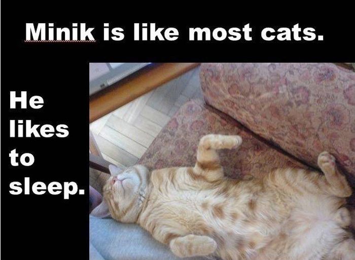 Minik the Wonder Cat (14 pics)
