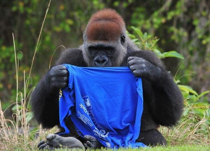 Gorilla vs T-Shirt (7 pics)