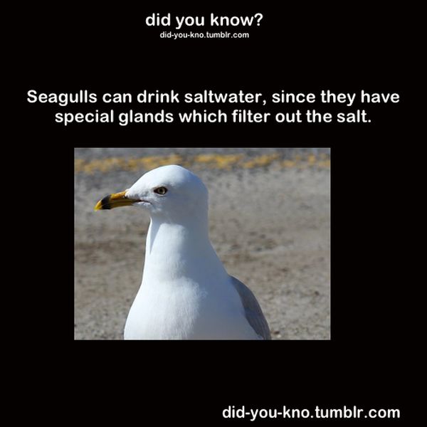 Did You Know (50 pics)