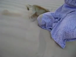 Acid Gifdump (25 gifs)