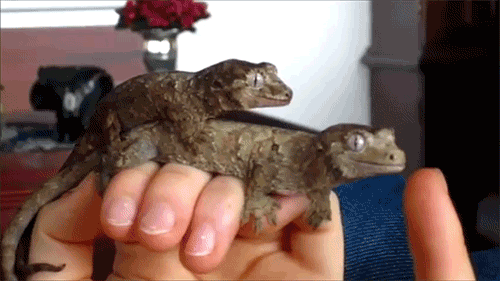 Acid Gifdump (25 gifs)